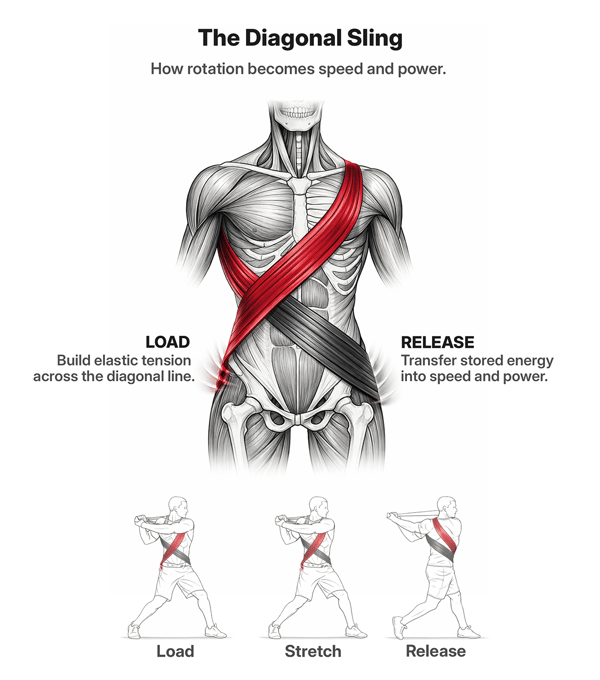 Educational graphic titled “The Diagonal Sling: How rotation becomes speed and power.” A front-view anatomical illustration of a male torso shows two diagonal muscle bands crossing the body: a red anterior oblique sling running from the right shoulder across the abdomen to the left hip, and a dark gray posterior sling running from the left shoulder to the right hip. The image highlights how elastic tension is built and released across these diagonal lines. Below, a minimal three-phase motion strip shows an athlete in a rotational swing sequence labeled “Load,” “Stretch,” and “Release,” with the diagonal sling highlighted to illustrate how stored tension transfers into speed and power.