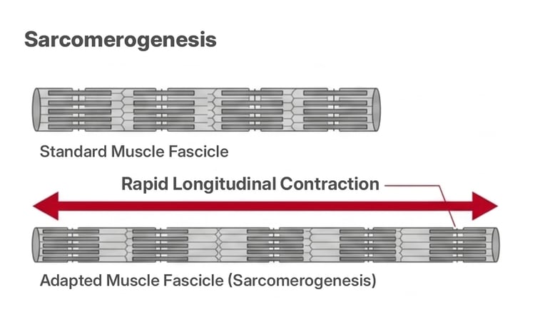 Diagram comparing a standard muscle fascicle with an adapted fascicle after sarcomerogenesis. The adapted fascicle has more sarcomeres added in series, making it longer and able to shorten more rapidly.