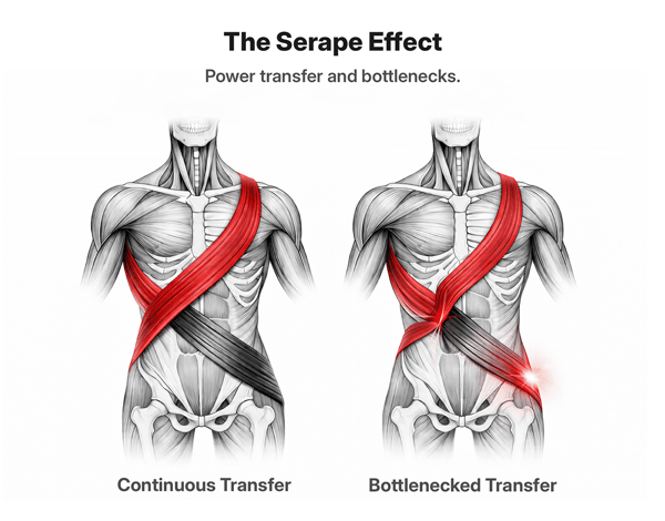 Side-by-side anatomical illustrations of a male torso demonstrating the Serape Effect and how power transfers across diagonal myofascial lines. On the left, a red diagonal band runs smoothly from the right shoulder to the left hip, intersecting with a dark gray band from the opposite side to show continuous, uninterrupted force transfer. On the right, the same red band visibly narrows at the left hip, indicating a physical “pinch” or bottleneck in the fascial chain, with a subtle glow at the hip highlighting restricted power transmission.